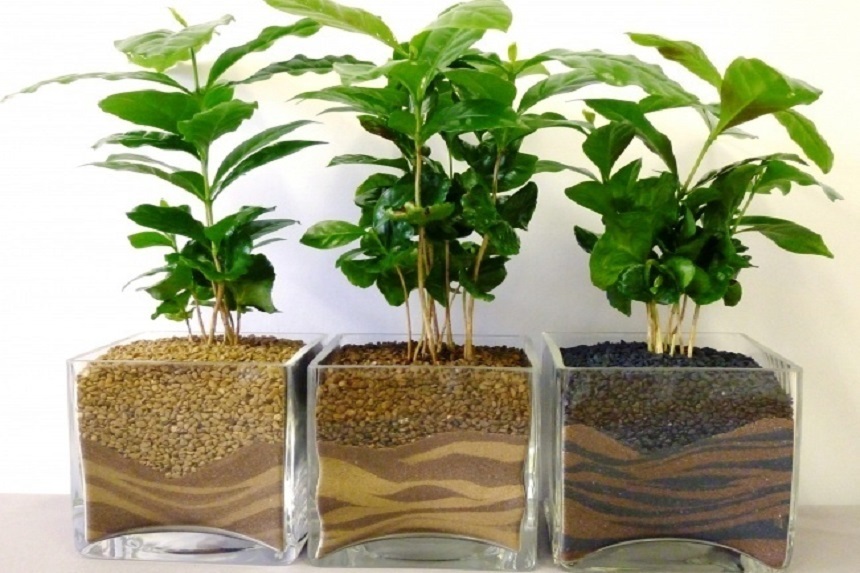 Hạn chế ẩm mốc trong nhà vào mùa mưa, trồng ngay 8 loại cây này
