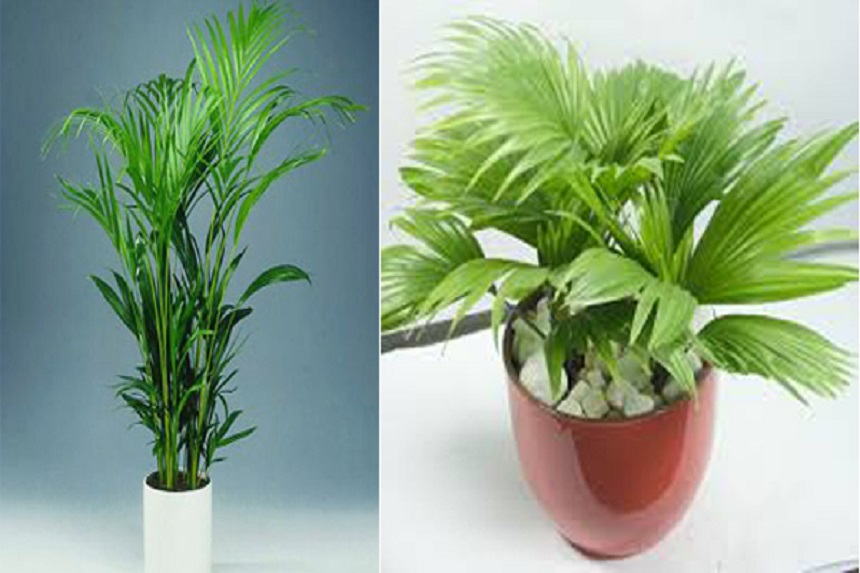 Hạn chế ẩm mốc trong nhà vào mùa mưa, trồng ngay 8 loại cây này