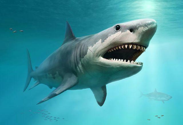 "Sự đặc biệt của cá mập: Khám phá bộ khung sụn"