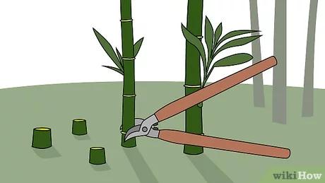 Cách dùng thuốc diệt cây tre một cách hiệu quả