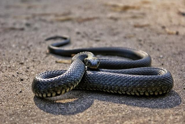 Rắn Ri voi - Một trong những loài rắn màu đen phổ biến, có độc không?